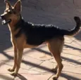 Bela