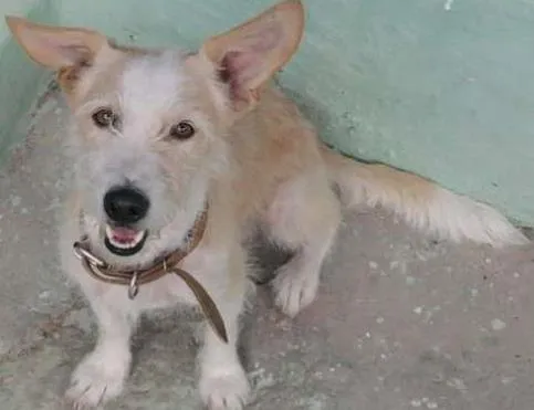 Cachorro ra a  idade 6 ou mais anos nome whait