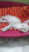 Sissi