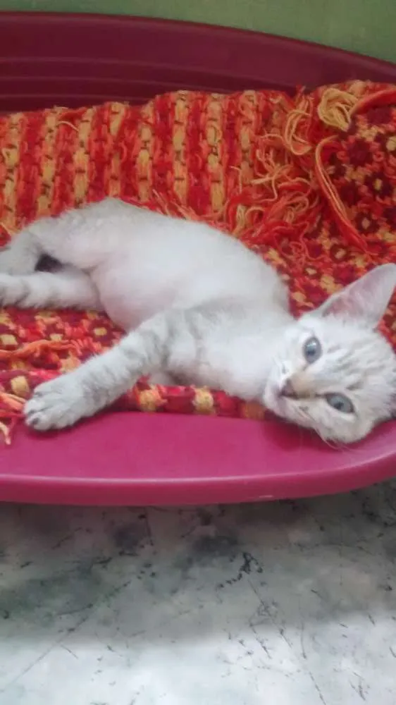 Gato ra a srd idade 2 a 6 meses nome Sissi