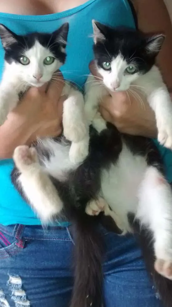 Gato ra a Angorá idade 2 a 6 meses nome Sem nome