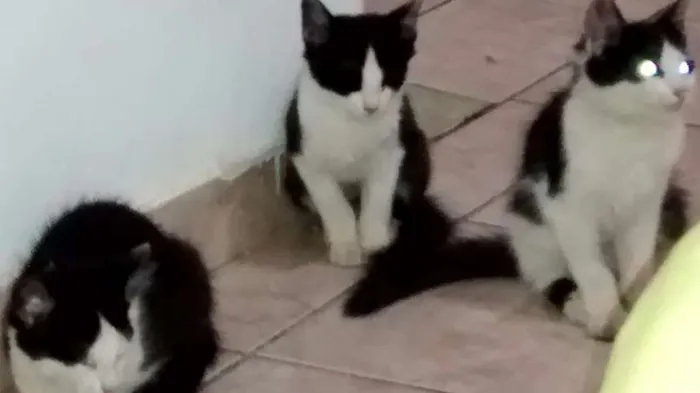 Gato ra a Angorá idade 2 a 6 meses nome Sem nome