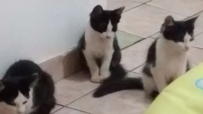 Gato ra a Angorá idade 2 a 6 meses nome Sem nome