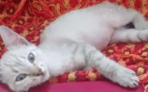 Gato raça srd idade 2 a 6 meses nome Sissi