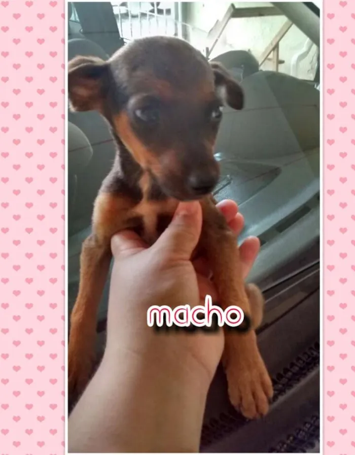 Cachorro ra a Nao definida idade Abaixo de 2 meses nome Sem nome