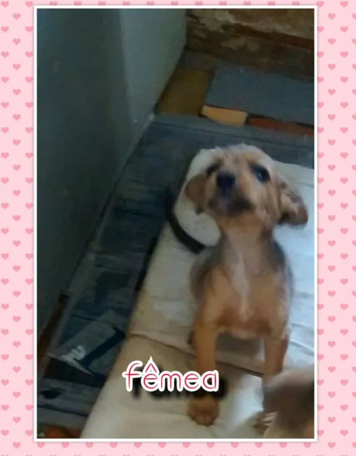 Cachorro ra a Nao definida idade Abaixo de 2 meses nome Sem nome