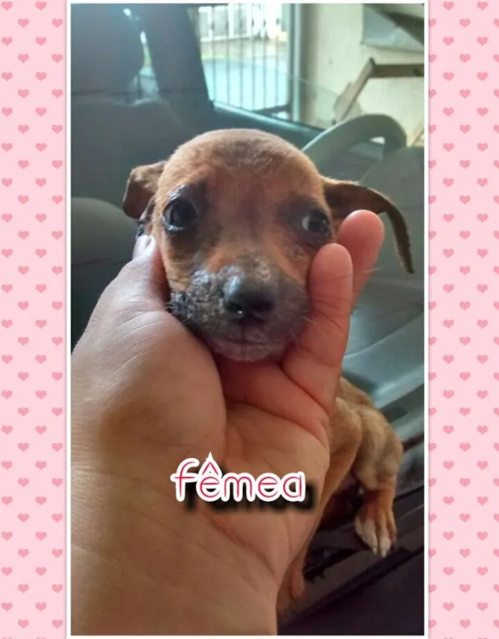 Cachorro ra a Nao definida idade Abaixo de 2 meses nome Sem nome