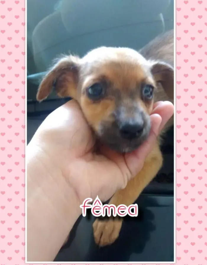 Cachorro ra a Nao definida idade Abaixo de 2 meses nome Sem nome