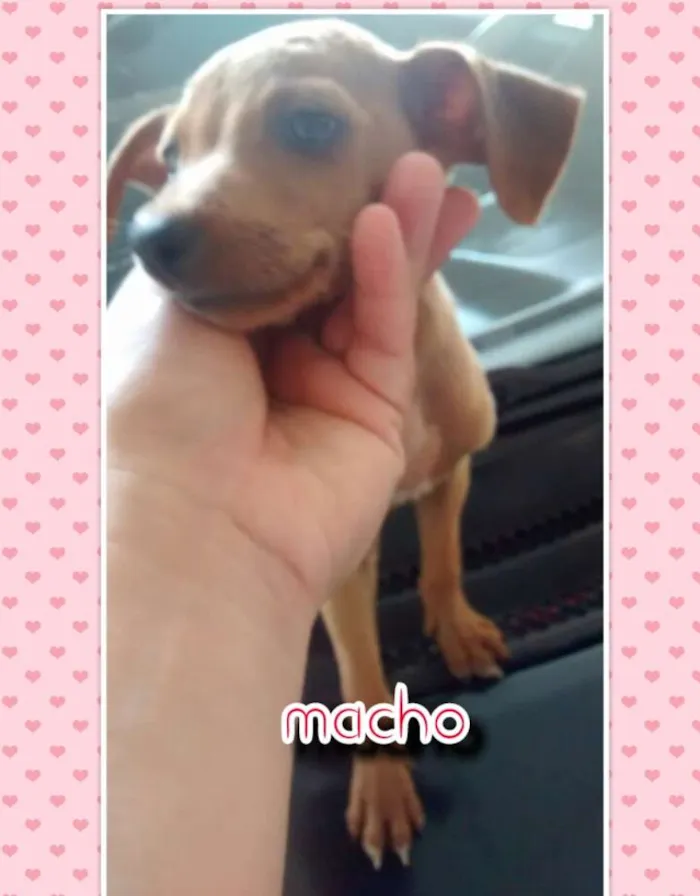 Cachorro ra a Nao definida idade Abaixo de 2 meses nome Sem nome