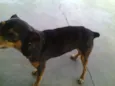 Pitoco