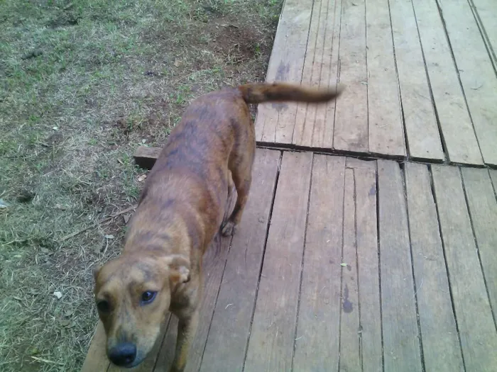 Cachorro ra a Vira Lata idade 1 ano nome Kelly