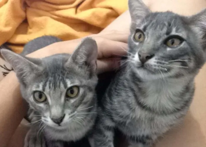 Gato ra a viralata idade 2 a 6 meses nome valentina e toby