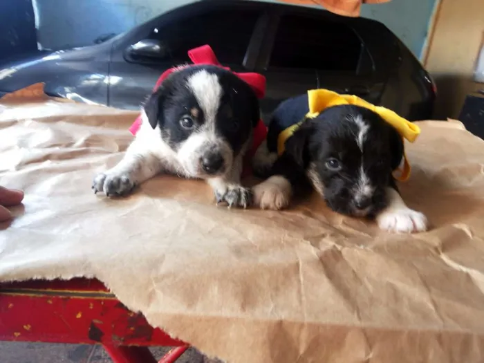 Cachorro ra a VIRALATA idade Abaixo de 2 meses nome SEM NOME