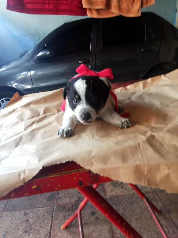 Cachorro ra a VIRALATA idade Abaixo de 2 meses nome SEM NOME