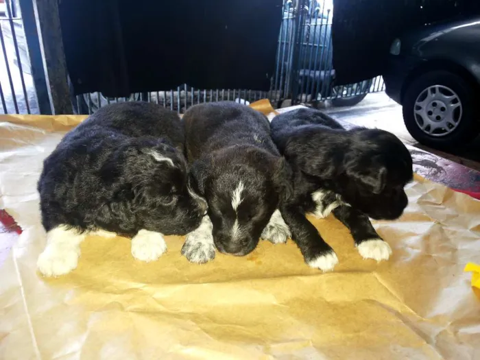 Cachorro ra a VIRALATA idade Abaixo de 2 meses nome SEM NOME