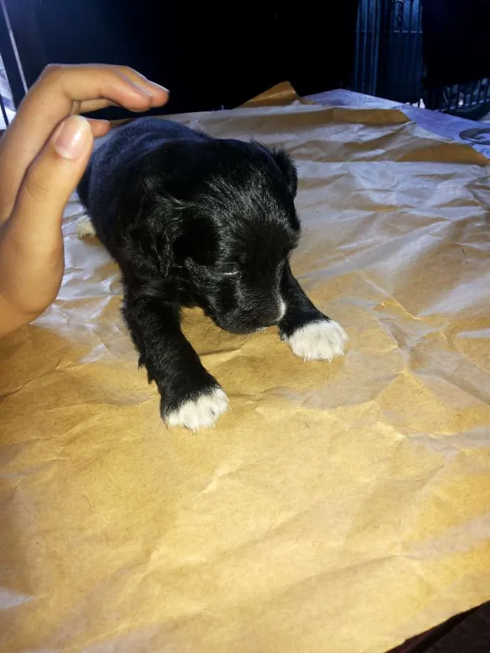 Cachorro ra a VIRALATA idade Abaixo de 2 meses nome SEM NOME