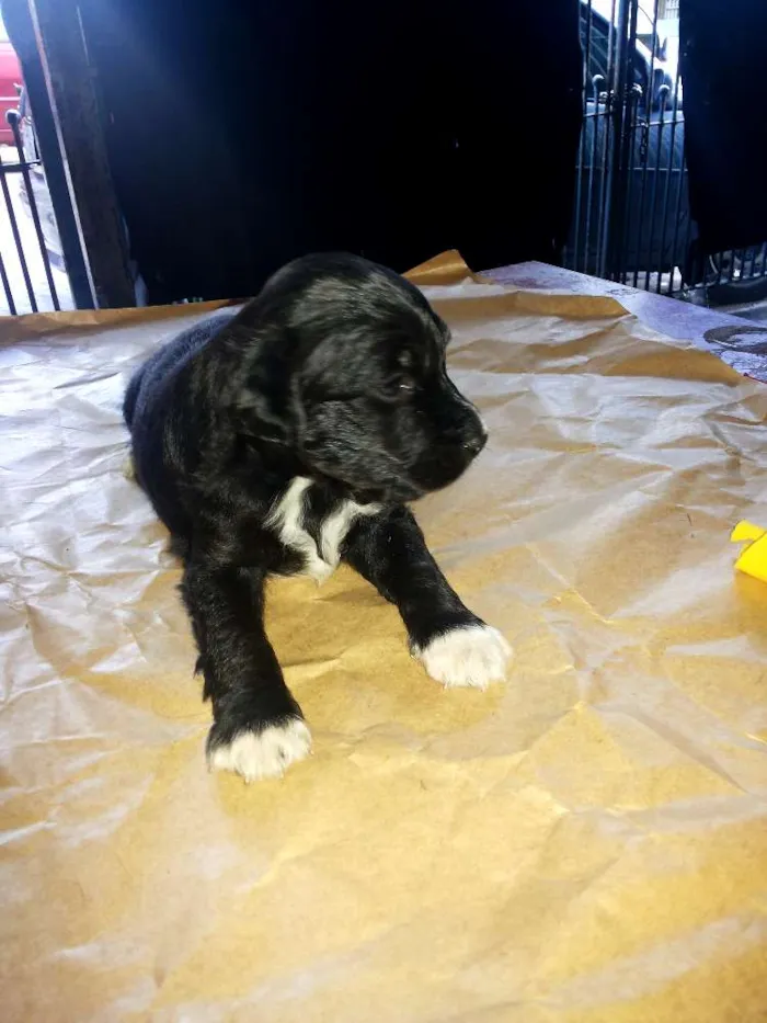 Cachorro ra a VIRALATA idade Abaixo de 2 meses nome SEM NOME