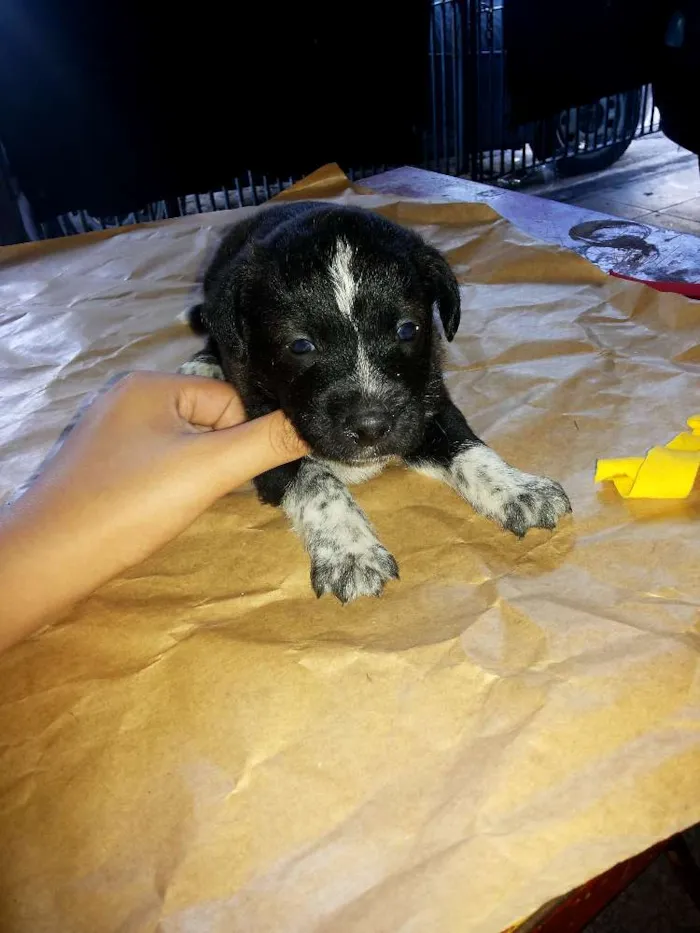 Cachorro ra a VIRALATA idade Abaixo de 2 meses nome SEM NOME