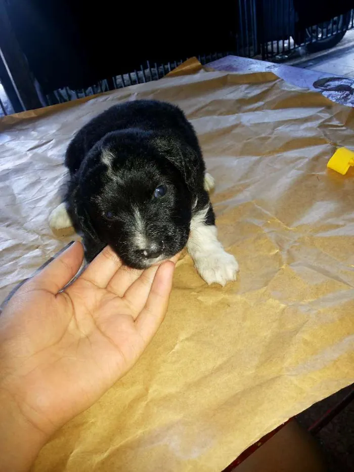 Cachorro ra a VIRALATA idade Abaixo de 2 meses nome SEM NOME
