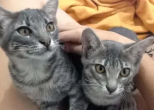Gato raça viralata idade 2 a 6 meses nome valentina e toby