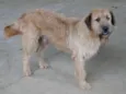 Piter, Rex, Leão