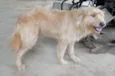 Piter, Rex, Leão