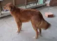 Tina, Pita, Lady, P