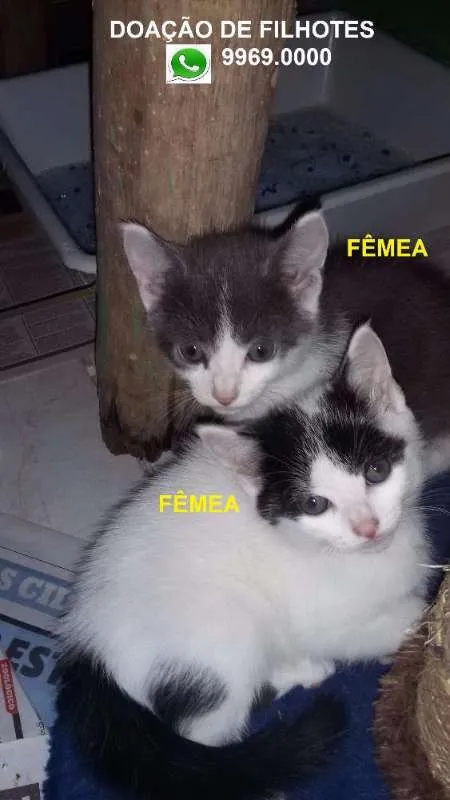 Gato ra a Sem r idade Abaixo de 2 meses nome Sem nomea=