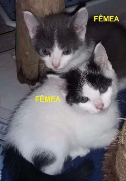 Gato ra a Sem r idade Abaixo de 2 meses nome Sem nomea=
