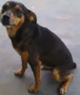 Pitoco