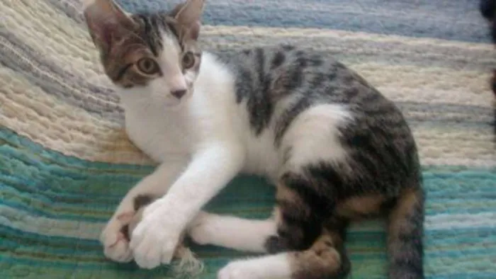 Gato ra a SRD idade 2 a 6 meses nome Pingo