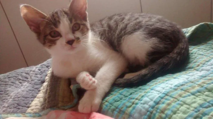 Gato ra a SRD idade 2 a 6 meses nome Pingo