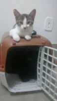 Pingo