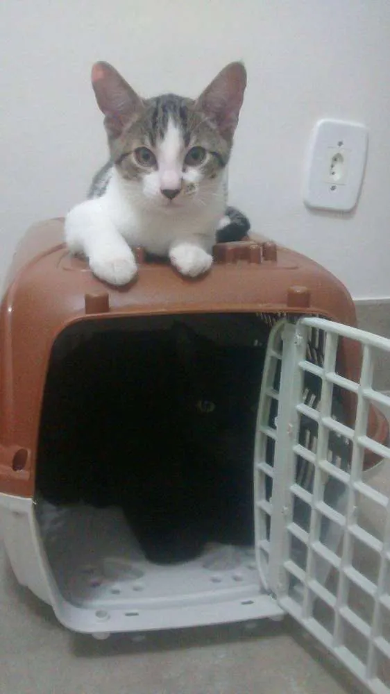 Gato ra a SRD idade 2 a 6 meses nome Pingo