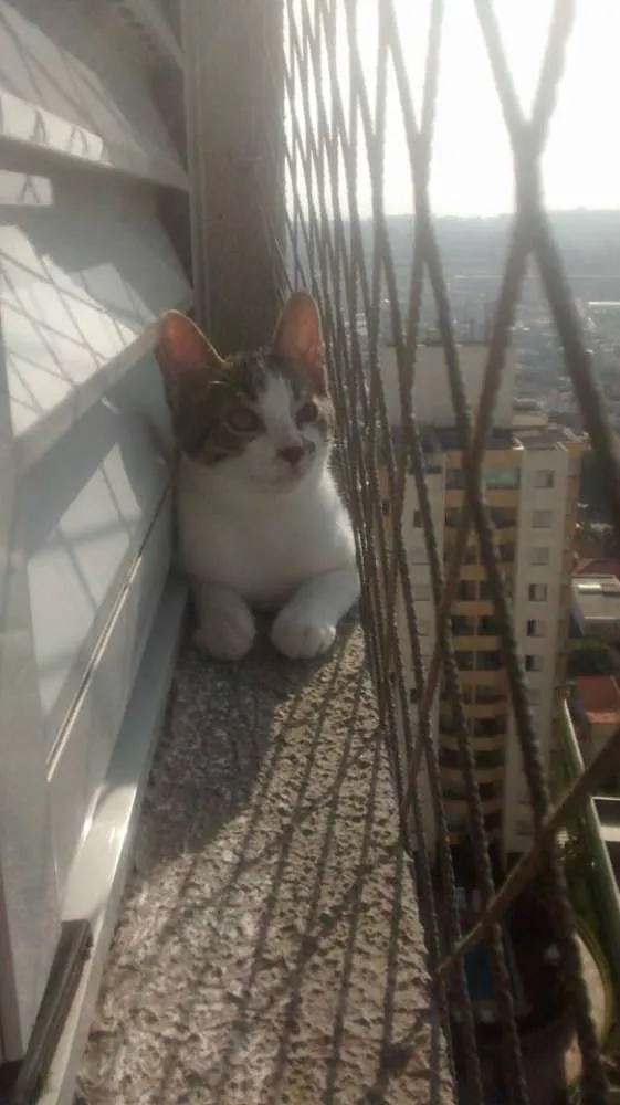 Gato ra a SRD idade 2 a 6 meses nome Pingo