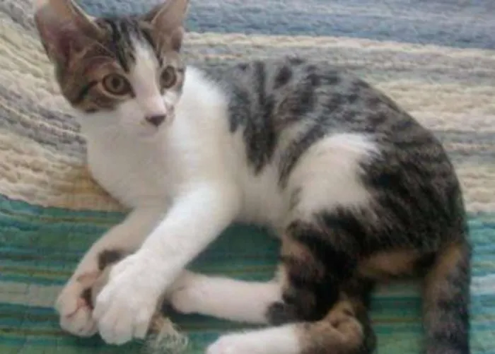 Gato ra a SRD idade 2 a 6 meses nome Pingo