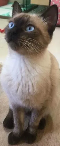 Gato ra a Siamês idade 2 a 6 meses nome Lady Antebellum