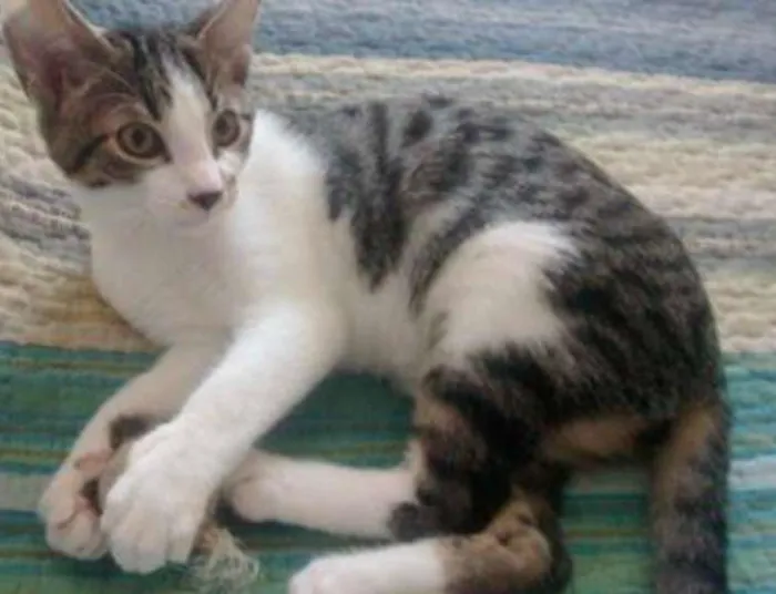 Gato ra a SRD idade 2 a 6 meses nome Pingo