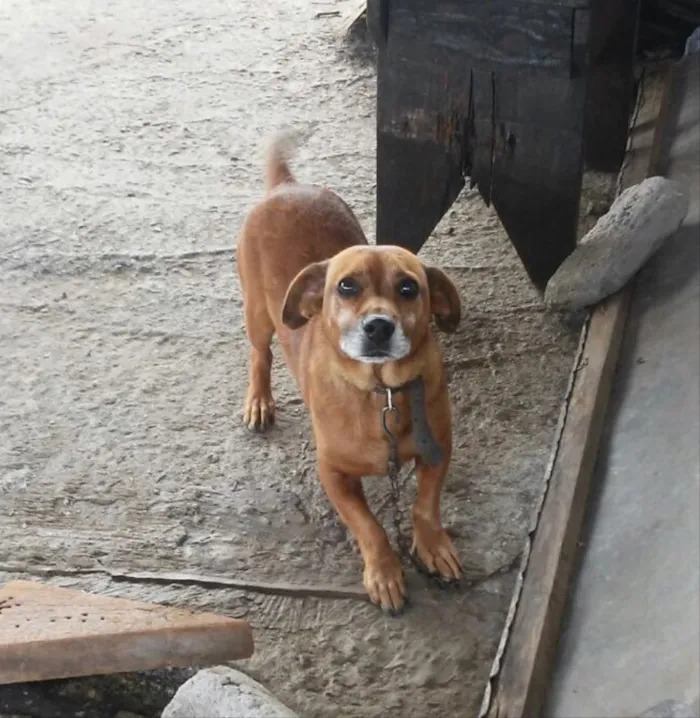 Cachorro ra a Sem raça definida. idade 2 anos nome Billy 