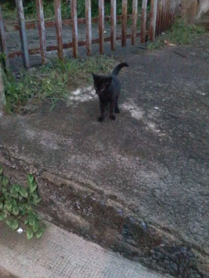 Gato raça SRD idade Abaixo de 2 meses nome Rebecca