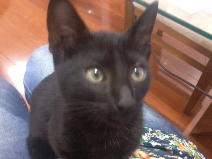 Gato raça SRD idade Abaixo de 2 meses nome Rebecca