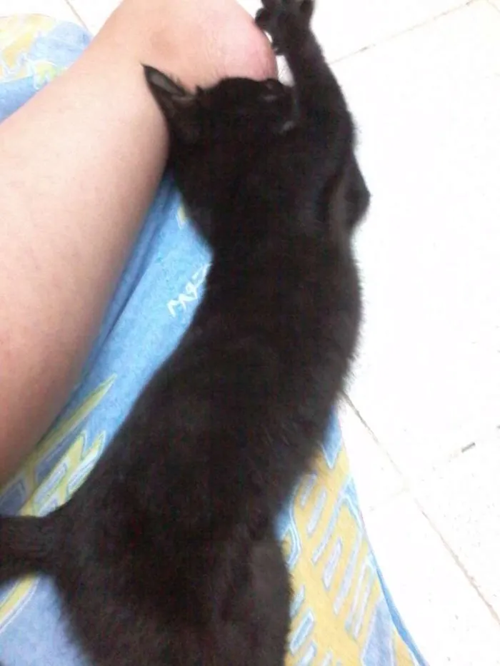 Gato raça SRD idade Abaixo de 2 meses nome Rebecca
