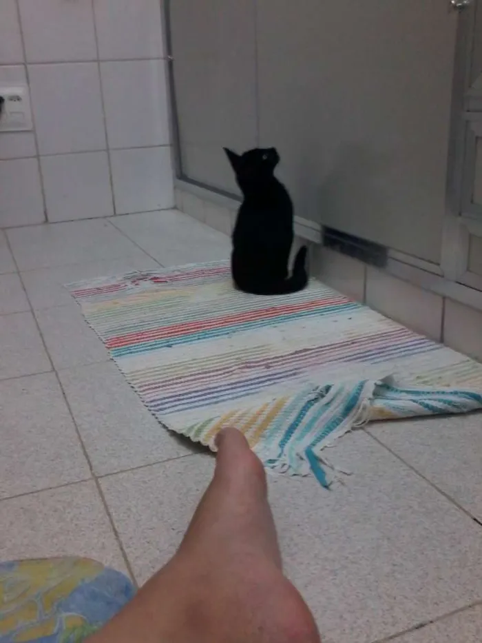 Gato raça SRD idade Abaixo de 2 meses nome Rebecca