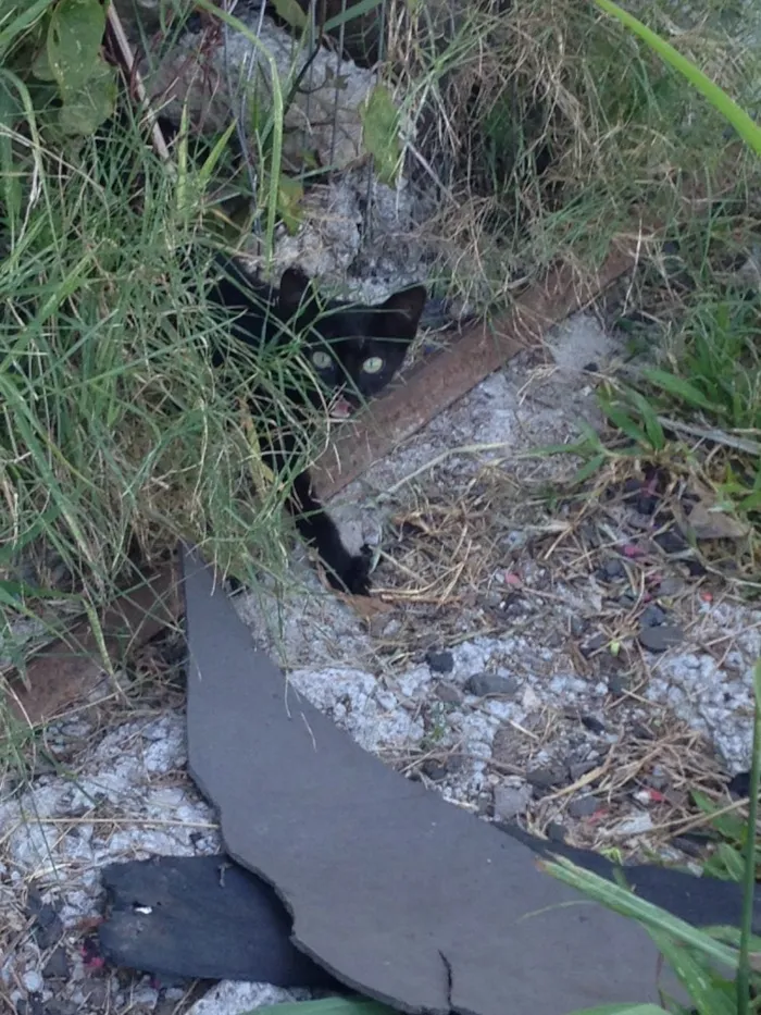 Gato ra a  idade Abaixo de 2 meses nome Miau