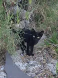 Miau
