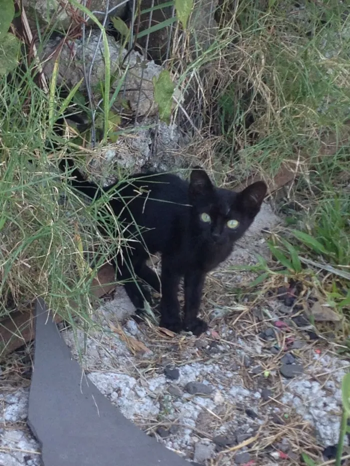 Gato ra a  idade Abaixo de 2 meses nome Miau