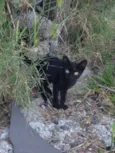 Miau