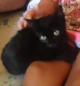 Miau