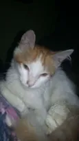 Nao sei