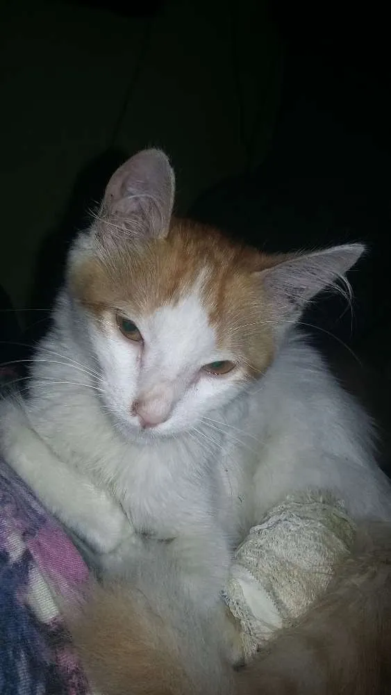 Gato ra a Vira lata idade 2 a 6 meses nome Nao sei